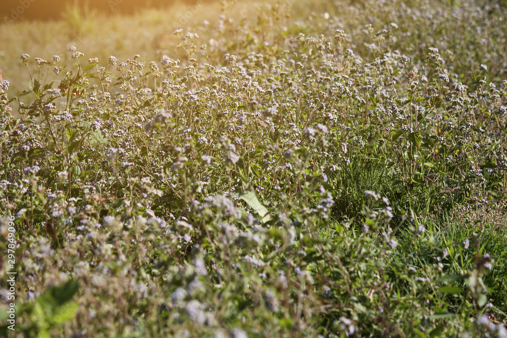 Blooming wildflowers grass field with natural sunlight