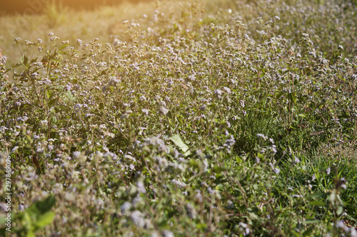 Blooming wildflowers grass field with natural sunlight