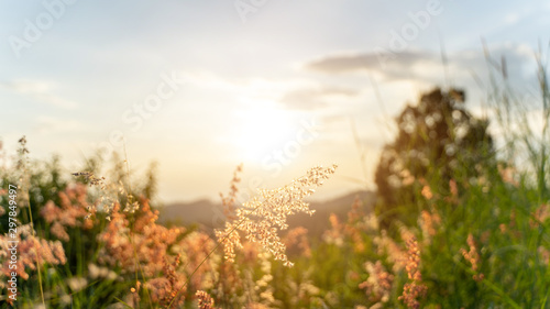 Grass and grain weeds at sunrise in a meadow, stalks blowing in the wind at golden sunset light, horizontal, blurred sea on background, copy space/ Nature, summer, grass concept