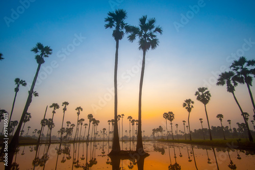 Beautiful scenery silhouette Sugar Palm Tree on the rice field during twilight sky before Sunrise in the moring with Reflection on the Water at Pathumthani province Thailand.