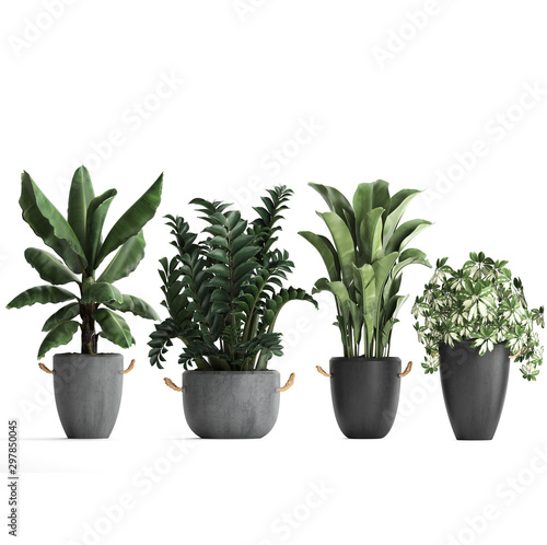  tropical plants on white background