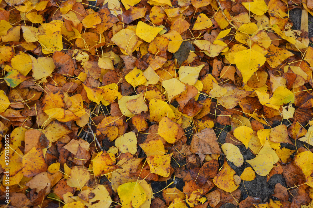 Bright juicy yellow poplar leaves lie on the ground, autumn landscape. Bright juicy yellow poplar leaves lie on the ground, autumn landscape.