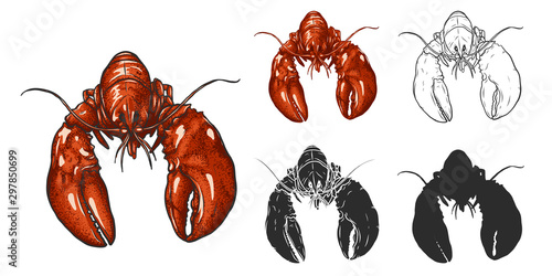 Set of lobster by hand drawing.Lobster vector silhouette on white background.Shrimp art highly detailed in line art style.Animal pictures for coloring.