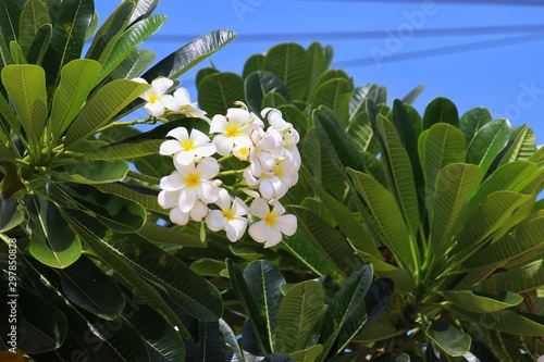 White plumeria flowers