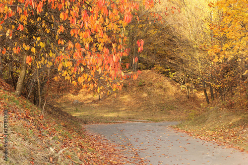 It is a golden autumn