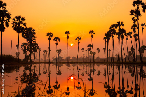 Beautiful scenery silhouette Sugar Palm Tree on the rice field during twilight sky and Sunrise in the moring with Reflection on the Water at Pathumthani province Thailand.