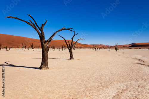 Dead trees in the Sossusvlei valley, Namibia