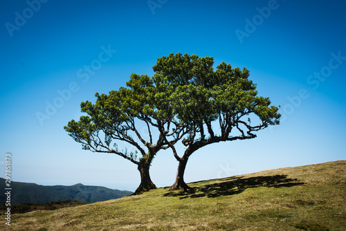 Old cedar tree Fanal forest with copy space during a sunny day. 