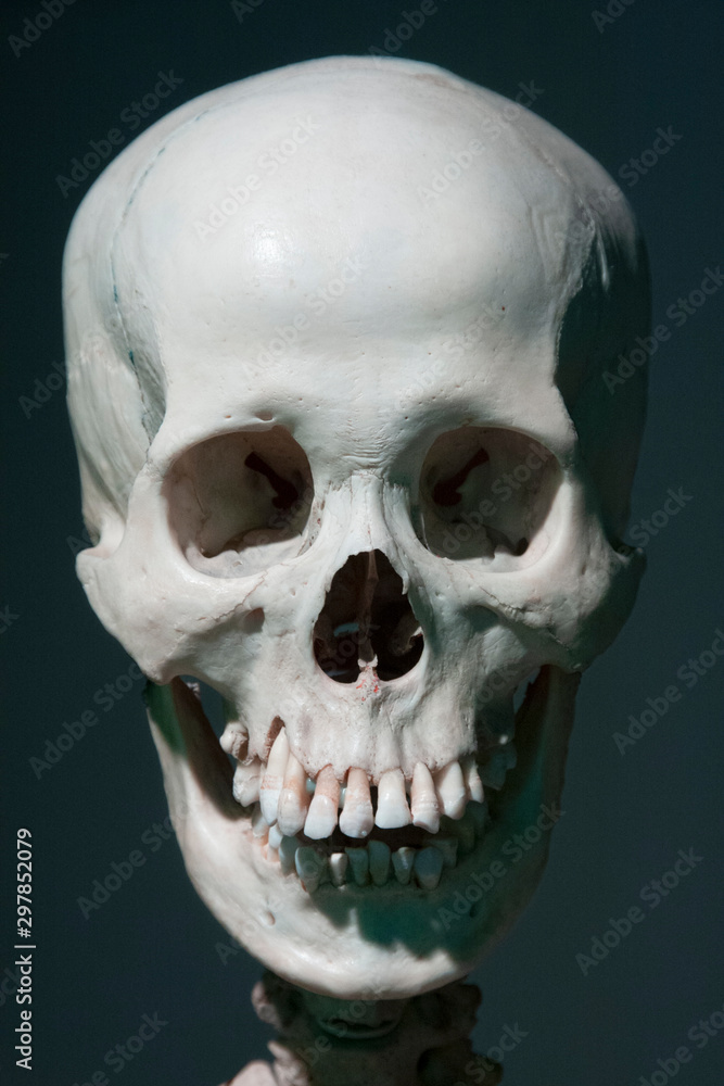 Fototapeta premium human skull