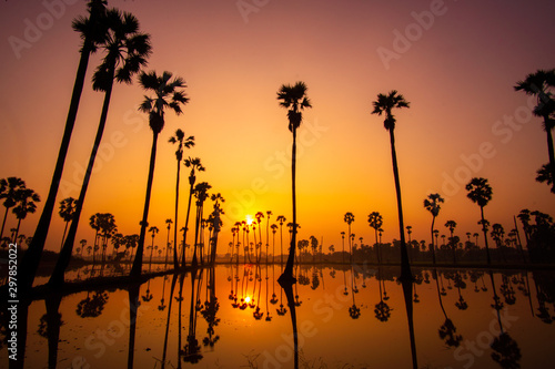 Beautiful scenery silhouette Sugar Palm Tree on the rice field during twilight sky and Sunrise in the moring with Reflection on the Water at Pathumthani province,Thailand. photo