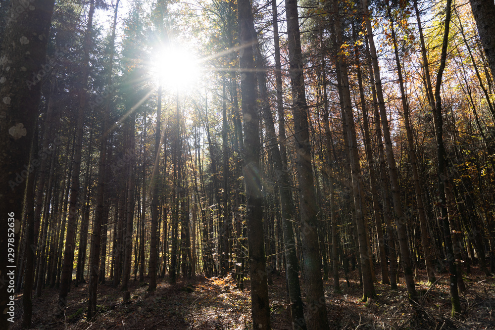 Obraz premium Herbst in Möhringen