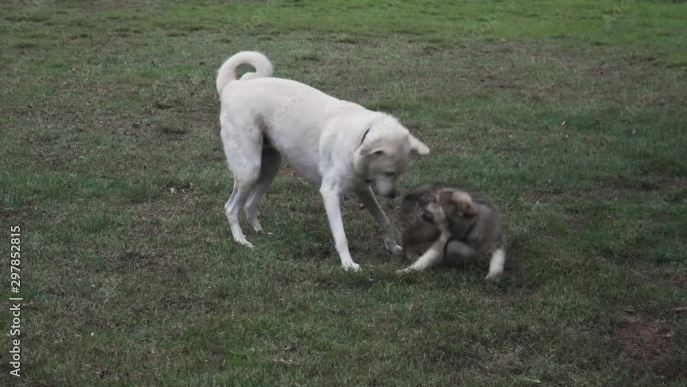 Closeup shot of two dogs playing with each other on grass. big dog is Anatolian Shepherd. Small Dog is Great Pyrenees and Border Collie hybrid puppy. Closeup shot of two dogs playing with each other on grass. big dog is Anatolian Shepherd. Small Dog is Great Pyrenees and Border Collie hybrid puppy.