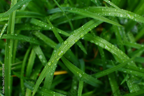 Deep green daylily leaves in a garden, covered in rain droplets