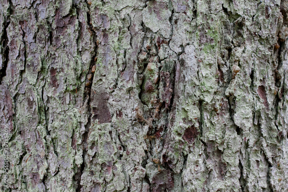 Fototapeta premium tree bark