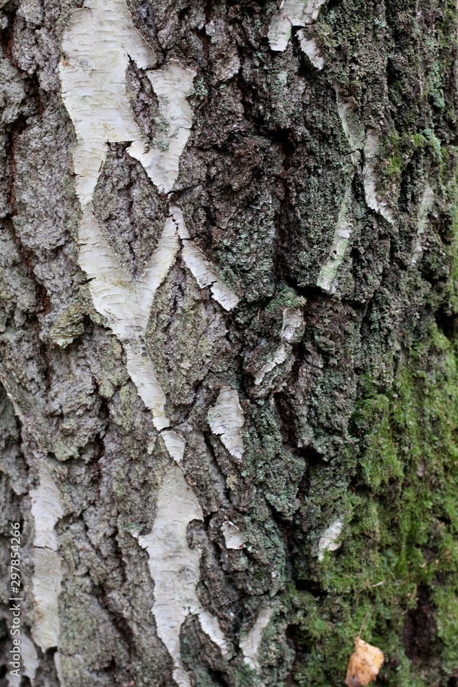 Fototapeta premium tree bark