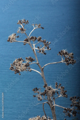 dead plant