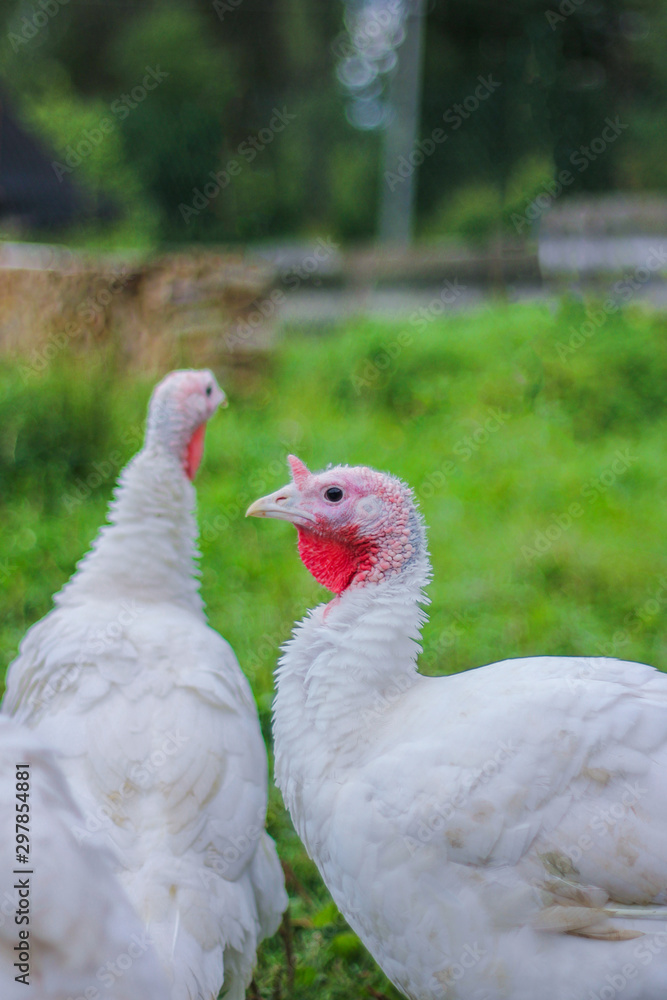 turkeys on the farm. two white young turkeys walking in the yard in the summer turkeys on the farm. two white young turkeys walking in the yard in the summer