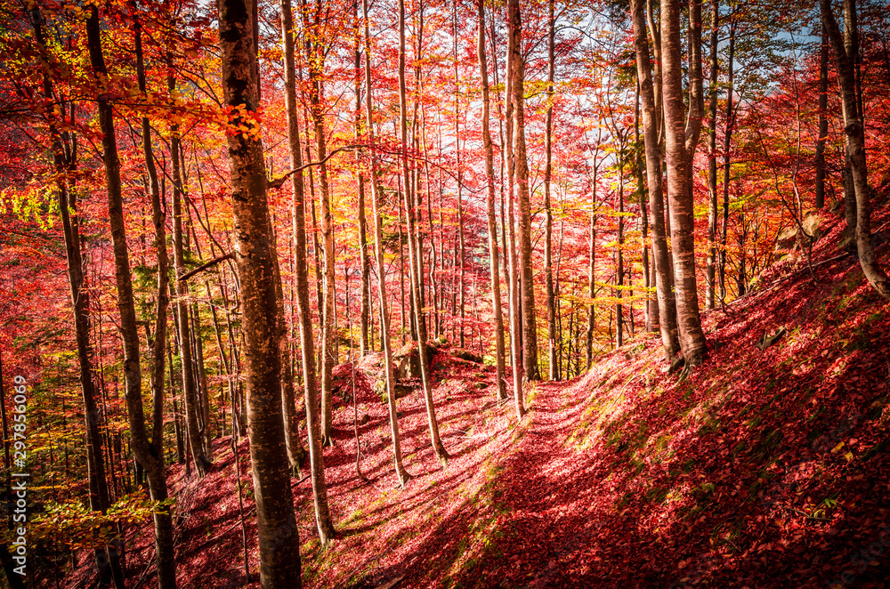 Obraz premium Autumn in Buila Vanturarita, Carpathian Mountains, Romania. Vivid fall colors in forest. Scenery of nature with sunlight through branches of trees. Colorful Autumn Leaves. Green, yellow, orange, red.