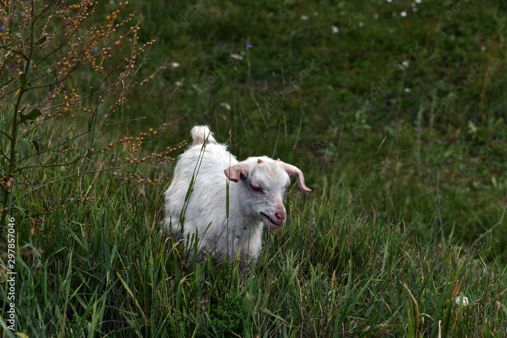 goat pet in the meadow