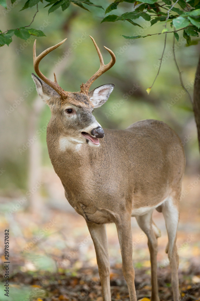 Obraz premium Whitetail Buck Portrait