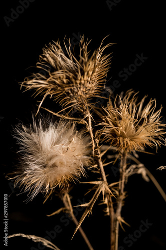 Dry autumn grass shot on a dark background close-up.