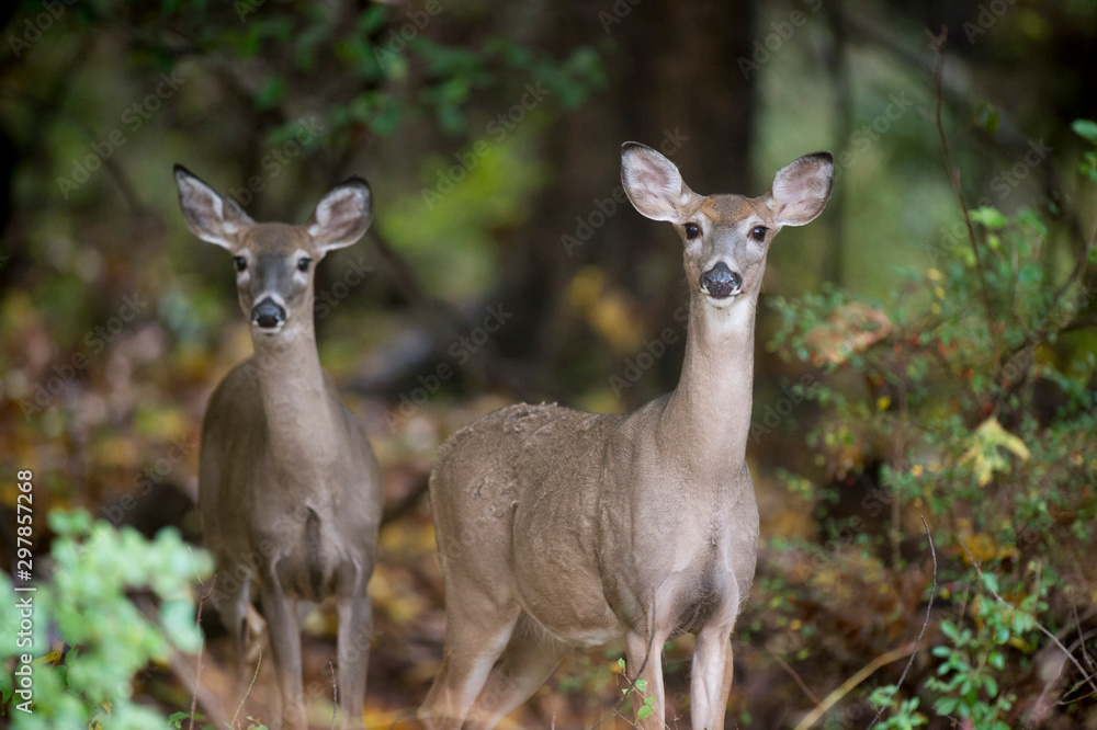 Whitetail Deer in the Forest