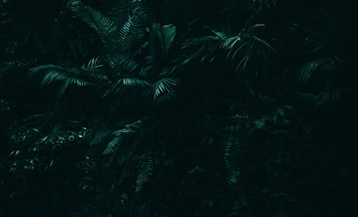 Tropical leaves background,jungle leaf garden