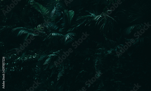 Stampa su tela Tropical leaves background,jungle leaf garden