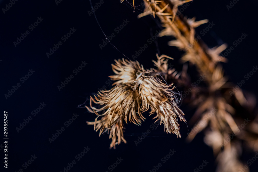 Dry autumn grass shot on a dark background close-up. Dry autumn grass shot on a dark background close-up.
