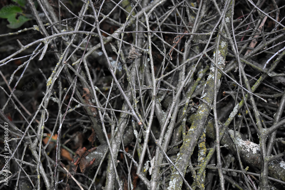 Dry branches in the autumn forest, close-up texture Dry branches in the autumn forest, close-up texture