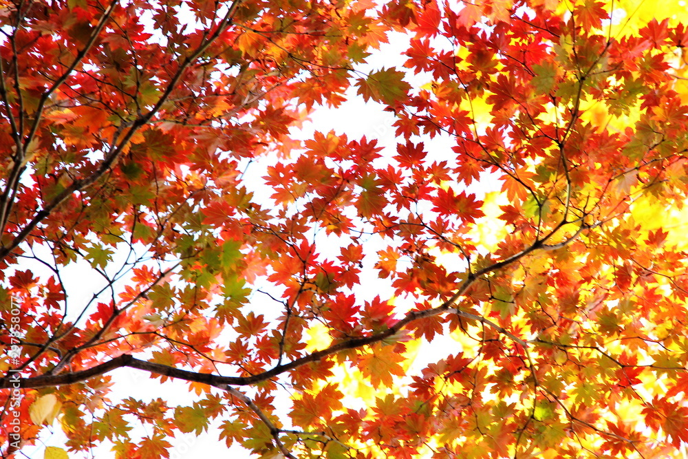 Autumn forest. Red and yellow maple leaves. Autumn forest. Red and yellow maple leaves.