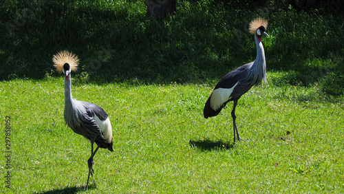 South American Storks