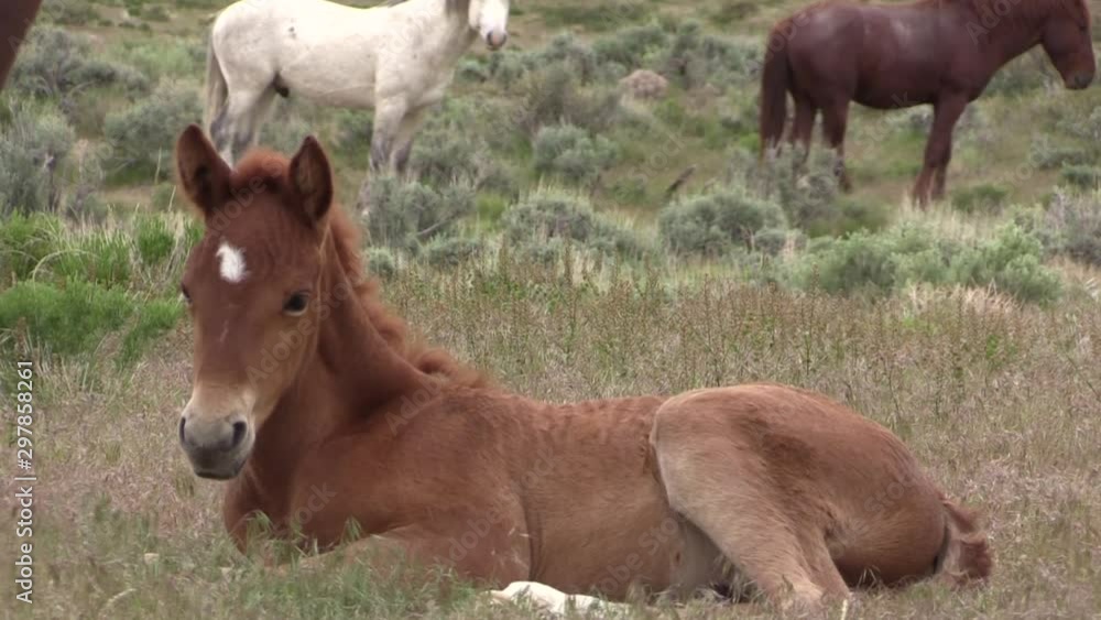 Cute Wild Horse Foal in the Utah Desert Cute Wild Horse Foal in the Utah Desert
