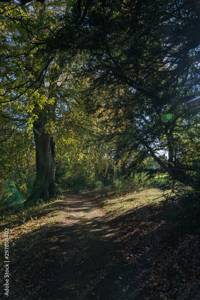 Fototapeta premium Autumn in Swinton Woods