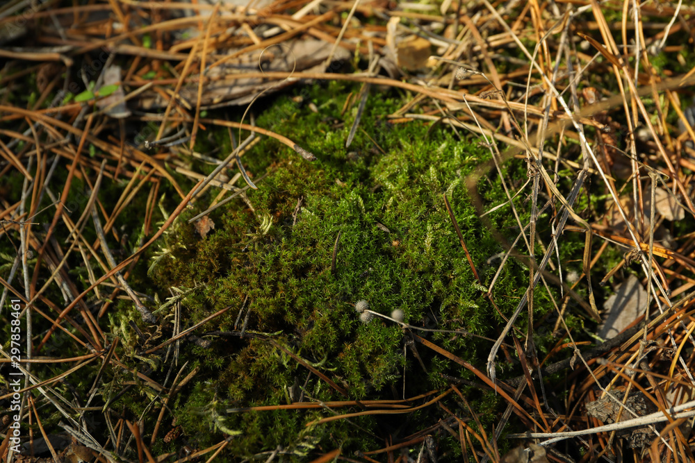 Green moss texture, close up and space for text