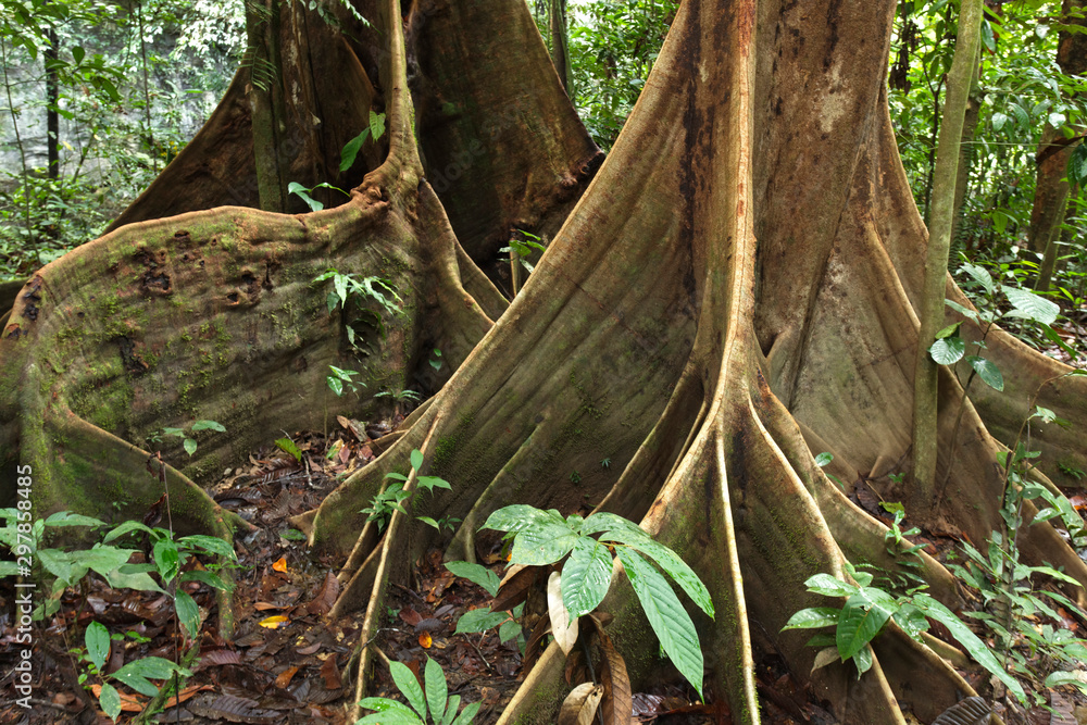 Buttress roots of the trees in the rain forest. Borneo, Mulu National Park Buttress roots of the trees in the rain forest. Borneo, Mulu National Park