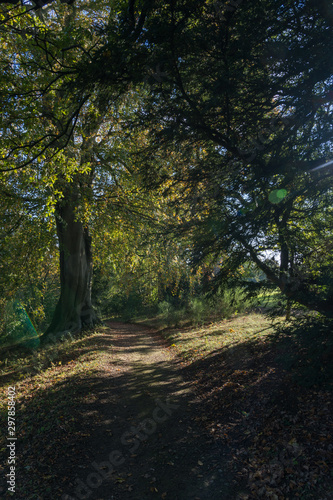 Autumn in Swinton Woods © Andrew