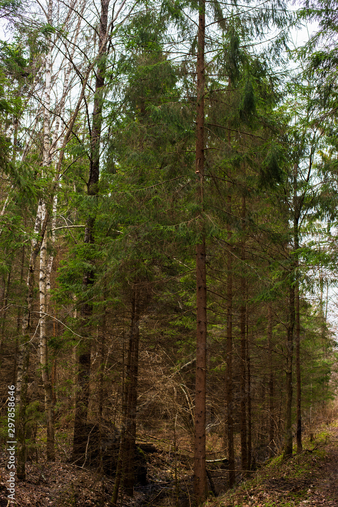trees in the forest trees in the forest