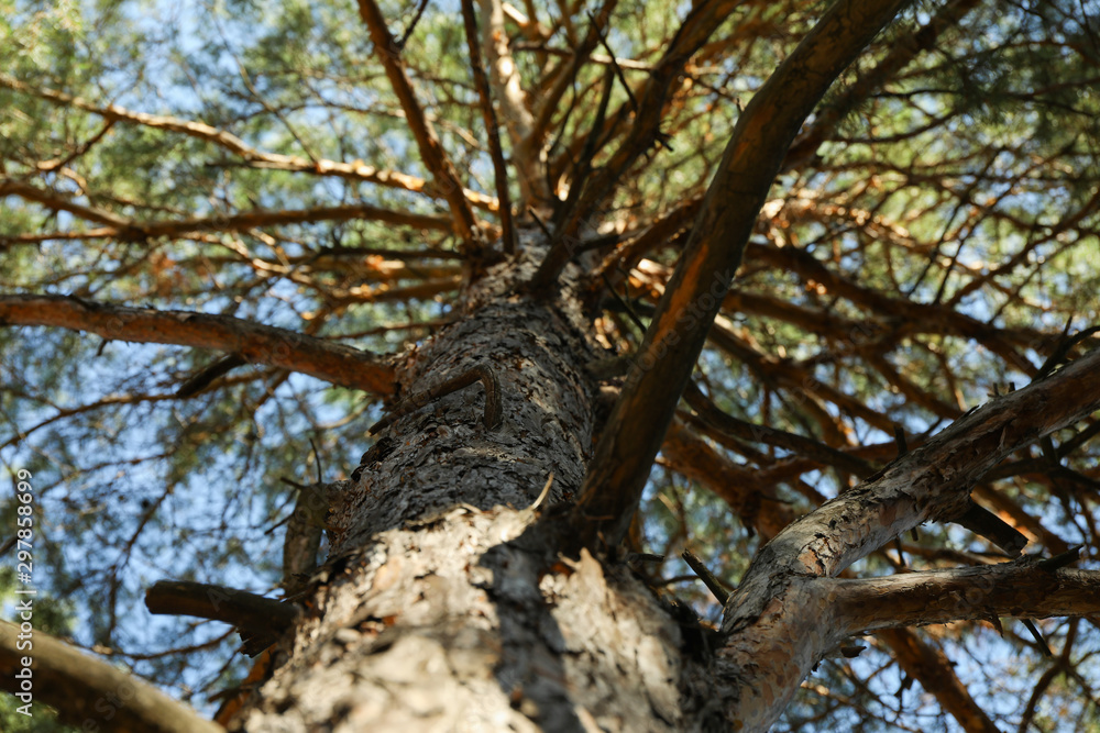 Pine with dried branches, close up and space for text