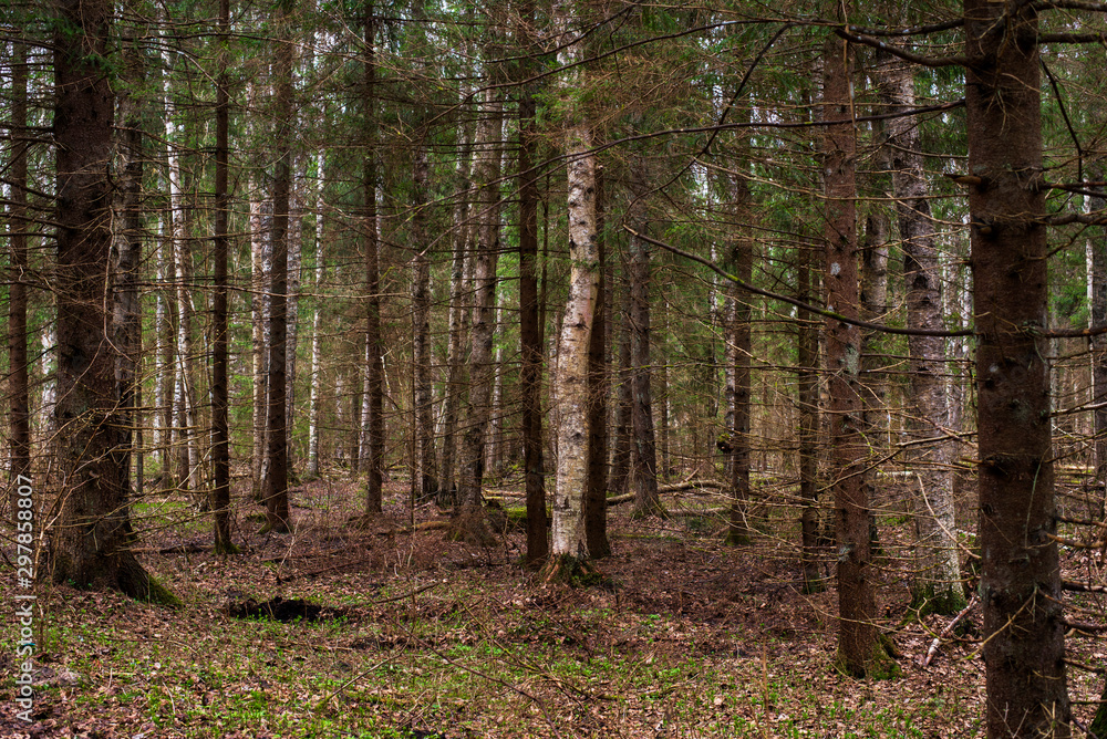 forest in autumn forest in autumn