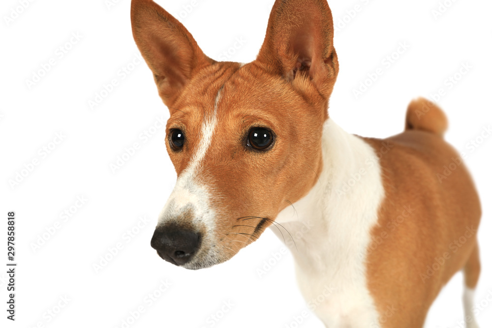 Thoroughbred Basenji isolated on white background Thoroughbred Basenji isolated on white background