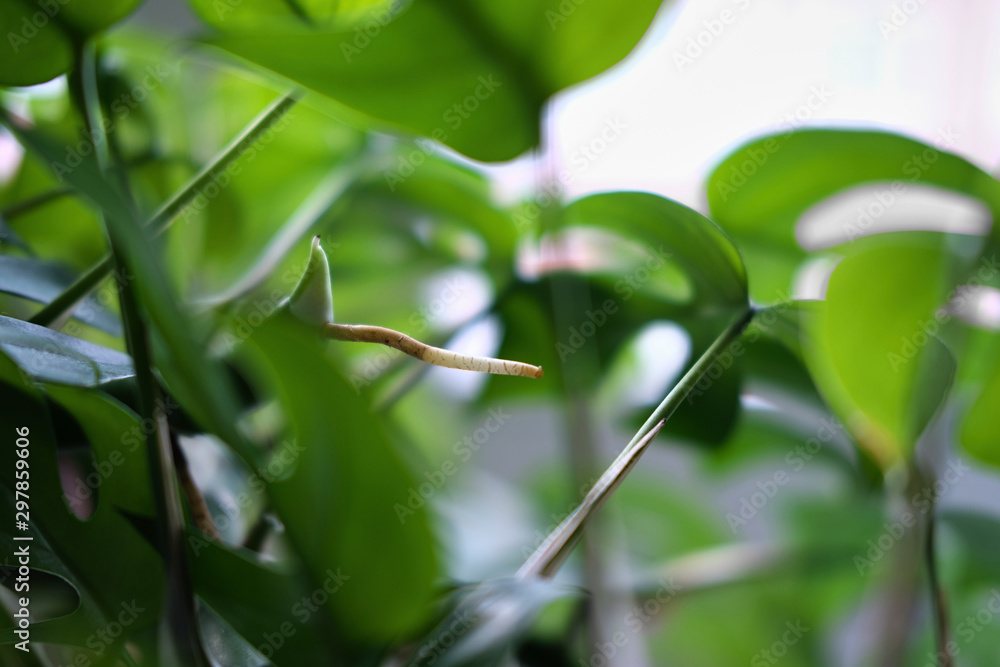 Close up of an aerial root from a Rhaphidophora Tetrasperma or Monstera Minimal house plant Close up of an aerial root from a Rhaphidophora Tetrasperma or Monstera Minimal house plant