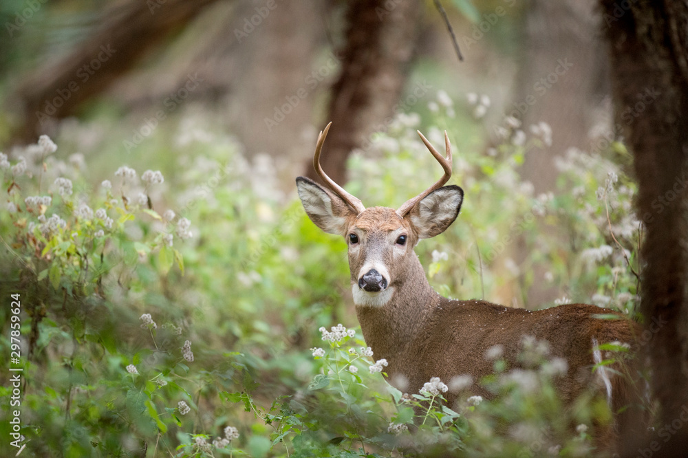 Whitetail Deer Buck