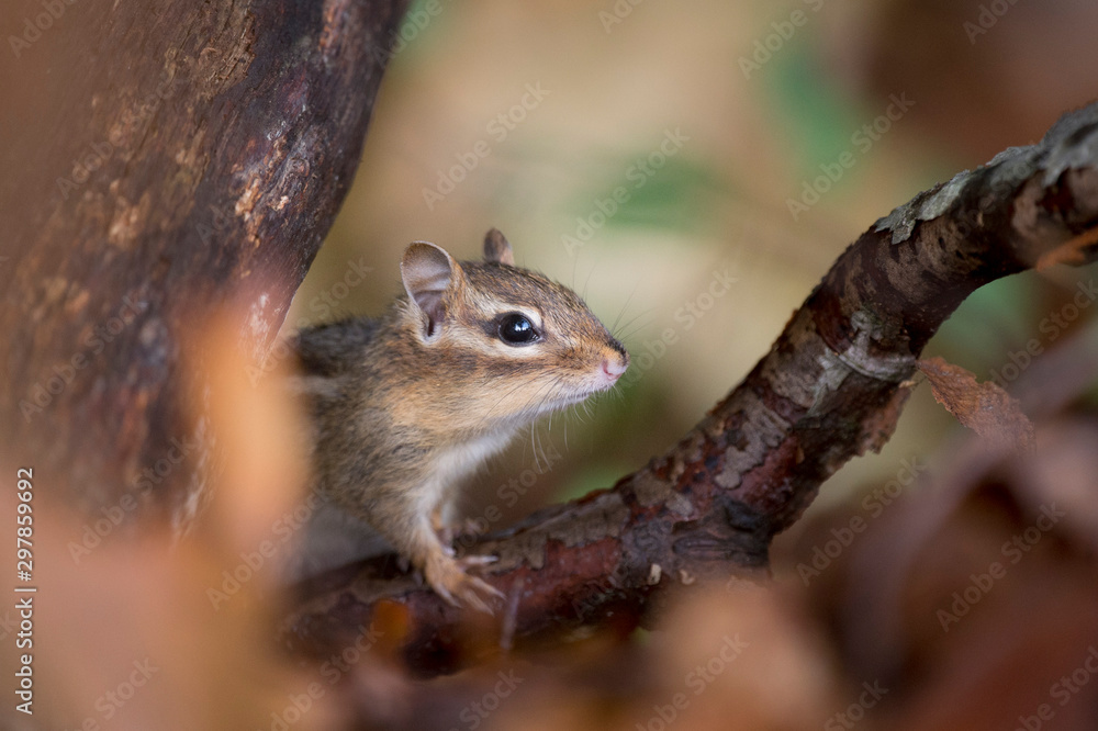 Cute Chipmunk Cute Chipmunk