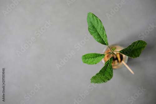Wallpaper Mural Avocado plant seed sprouting in a jar with water growing bright green leaves photographed from above Torontodigital.ca