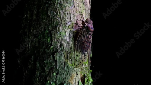 This Giant Cicada Climbing a Tree in the Night, Megapomponia intermedia, found in the jungles of Thailand; it can fit in palm of one’s hand and makes a shrilling deafening sound. photo