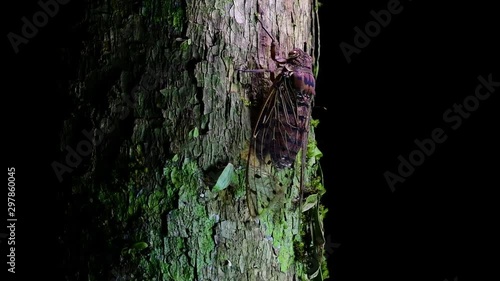 This Giant Cicada Climbing a Tree in the Night, Megapomponia intermedia, found in the jungles of Thailand; it can fit in palm of one’s hand and makes a shrilling deafening sound. photo