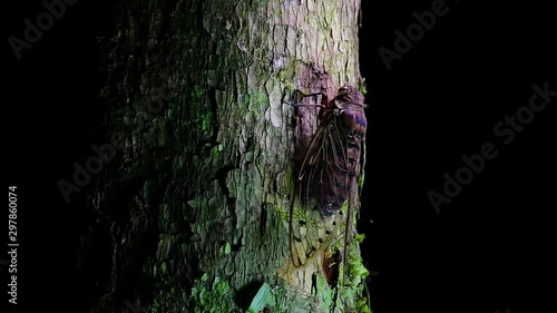 This Giant Cicada Climbing a Tree in the Night, Megapomponia intermedia, found in the jungles of Thailand; it can fit in palm of one’s hand and makes a shrilling deafening sound. photo