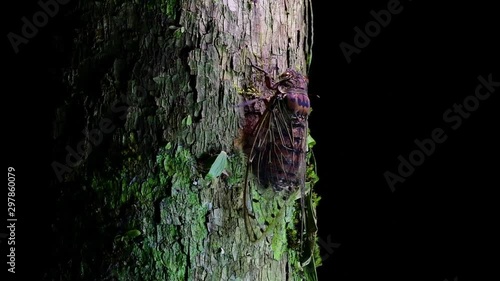 This Giant Cicada Climbing a Tree in the Night, Megapomponia intermedia, found in the jungles of Thailand; it can fit in palm of one’s hand and makes a shrilling deafening sound. photo