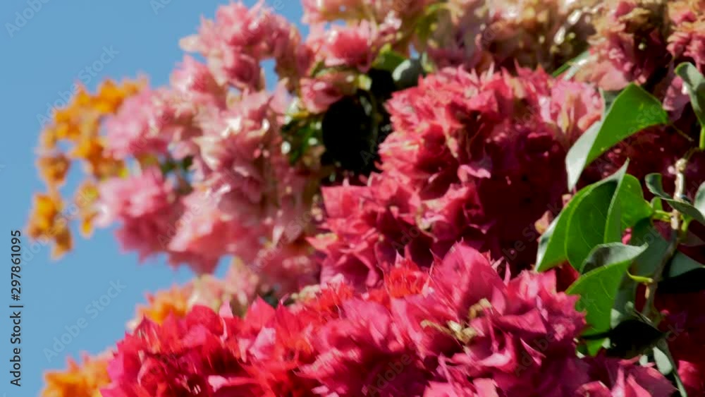 Groom Suit Hanging On colorful flower tree Groom Suit Hanging On colorful flower tree